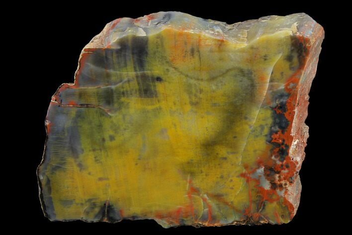 Colorful Petrified Wood (Araucarioxylon) Section - Arizona #133224